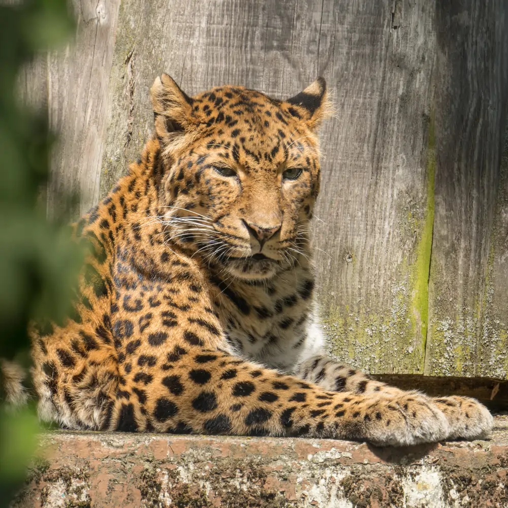 chinaleorpard