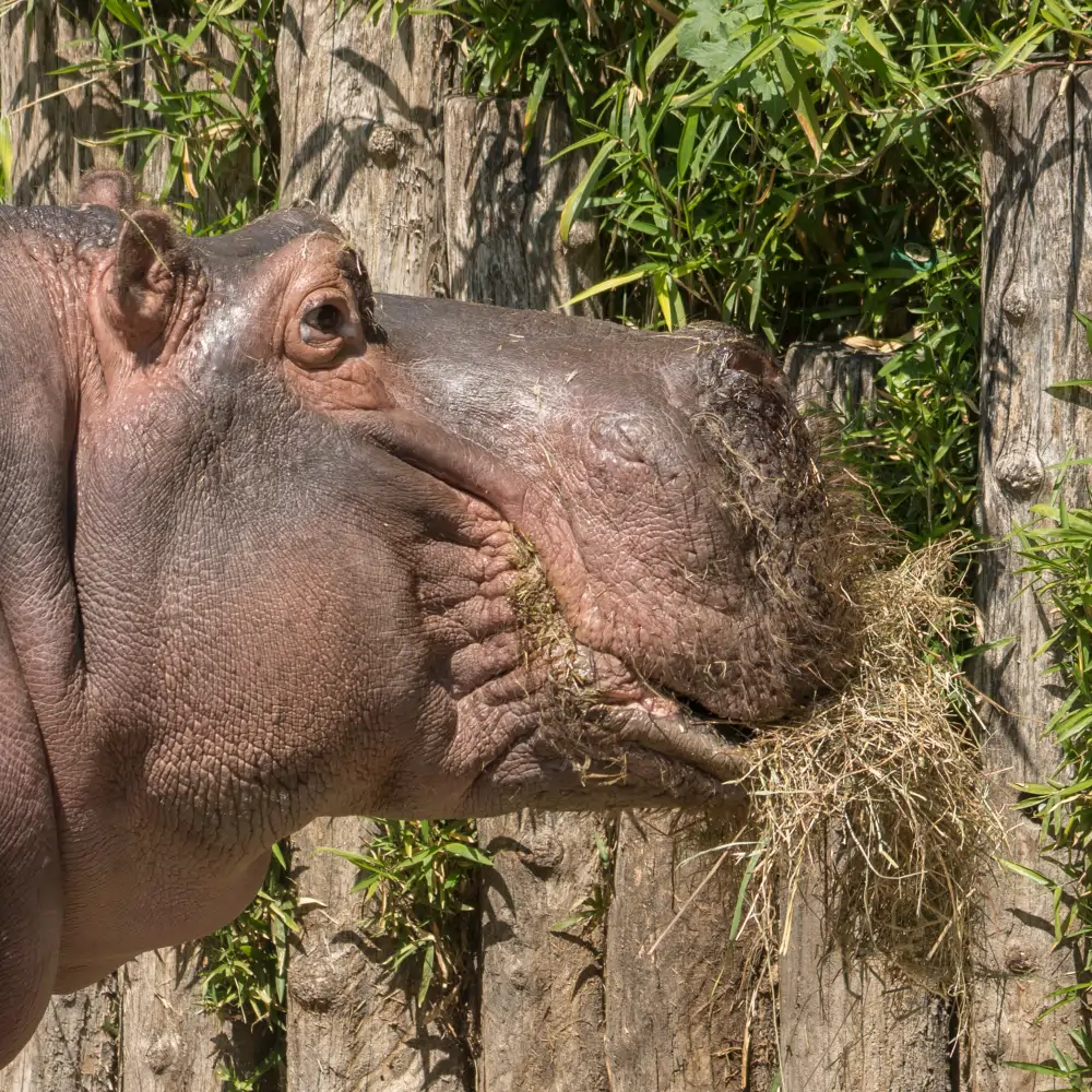 nilpferd